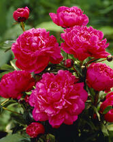 Без бренда «2KMB-4036» в Тюмени