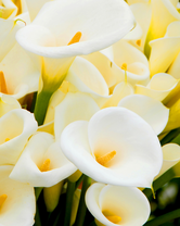 Без бренда «Белые каллы» в Тюмени