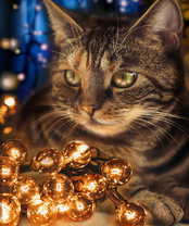 Без бренда «2KXSB-0678» в Тюмени