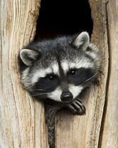 Без бренда «Енот в дупле» в Тюмени