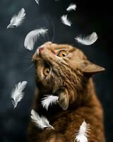 Без бренда «Кот среди перышек» в Тюмени