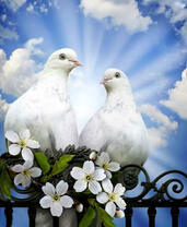 Пара голубей в лучах солнца