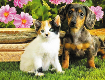 Щенок таксы и трехцветный котёнок
