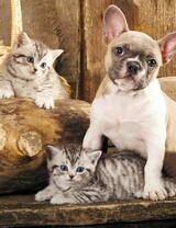 Без бренда «Милый щенок французского бульдога и два котёнка» в Тюмени в интернет-магазине  Без бренда «Милый щенок французского бульдога и два котёнка» в Тюмени