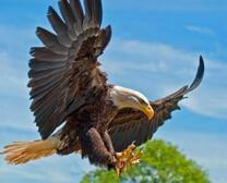 Белоголовый орёл