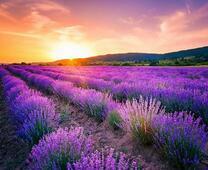 Лавандовое поле в солнечных лучах