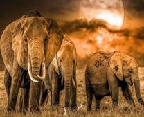 Стадо слонов на фоне солнца в облаках