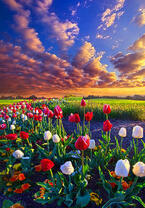 Без бренда «Поле тюльпанов под облачным небом» в Тюмени в интернет-магазине  Без бренда «Поле тюльпанов под облачным небом» в Тюмени